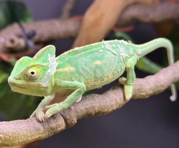 高冠變色龍飼養成本