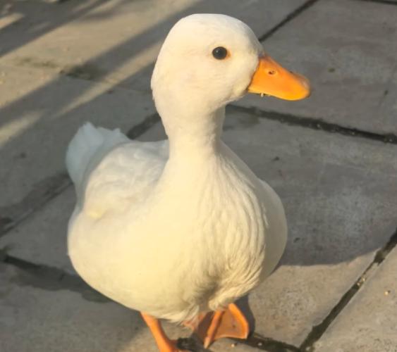 柯爾鴨飼養技巧