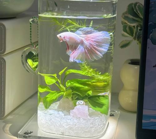 辦公室魚種推薦