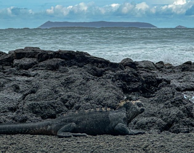 海鬣蜥大小 海鬣蜥大小