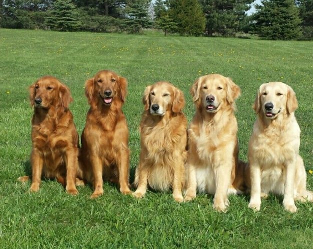 黃金獵犬咬人 黃金獵犬咬人
