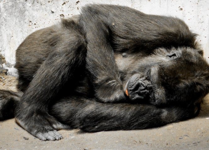 猴子睡眠習慣 猴子睡眠習慣