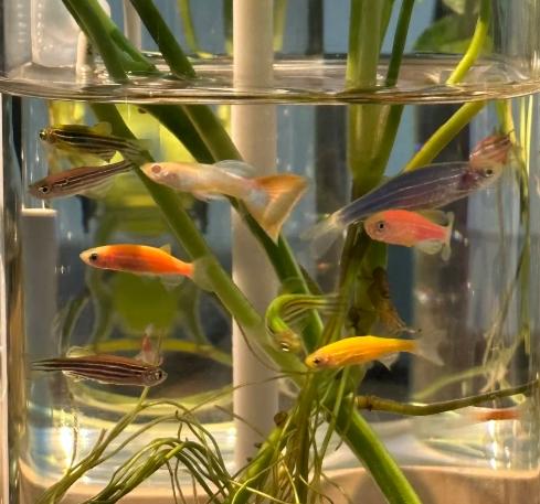 魚菜共生系統 魚菜共生系統