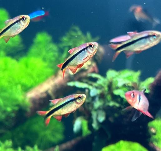 魚類飼養技巧