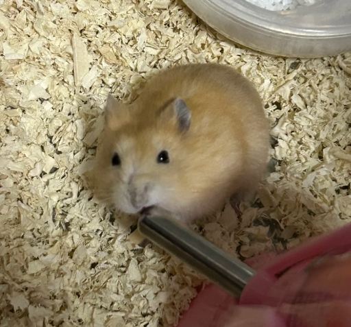 倉鼠親人 倉鼠親人