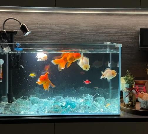 家裡養魚數量 家裡養魚數量