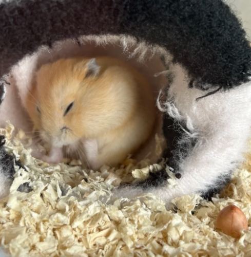 布丁鼠飼養 布丁鼠飼養