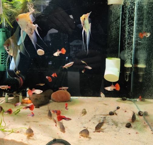 適合混養的魚類