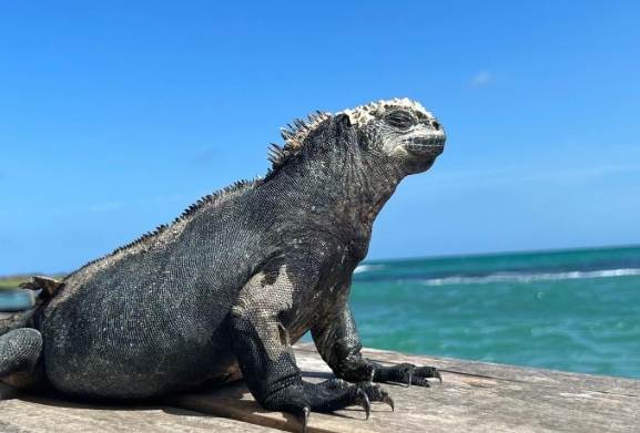 海鬣蜥種類 海鬣蜥種類