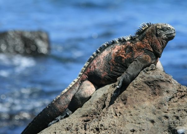 海鬣蜥大小 海鬣蜥大小