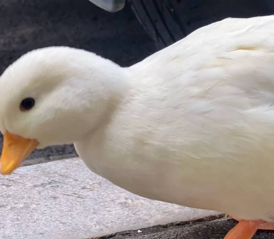 柯爾鴨最大体型