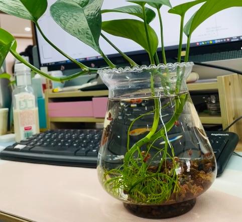 水耕養魚方法 水耕養魚方法