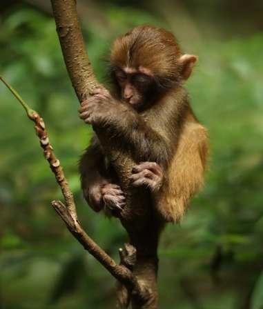 猴子睡眠習慣 猴子睡眠習慣