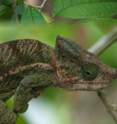 變色龍飼養技巧