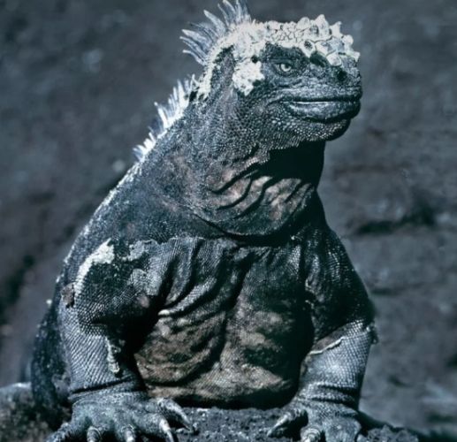 海鬣蜥體型 海鬣蜥體型