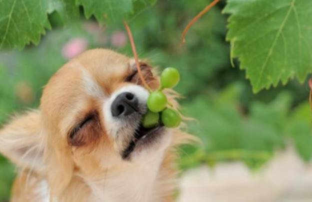 狗吃葡萄 狗吃葡萄