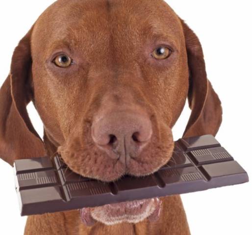 巧克力中毒 巧克力中毒