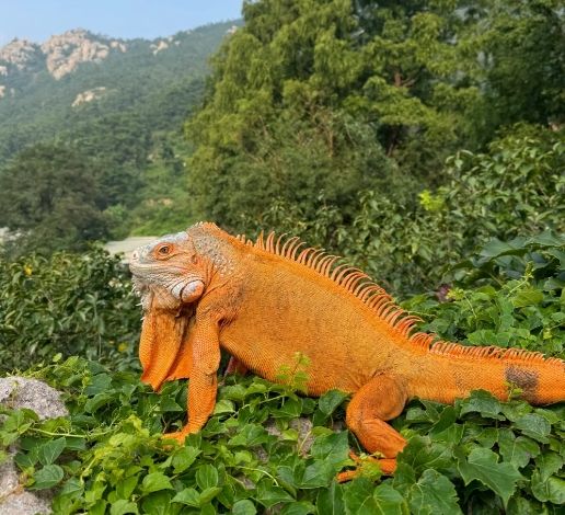 綠鬣蜥生態影響 綠鬣蜥生態影響