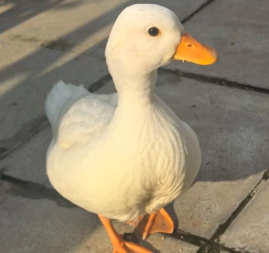 柯爾鴨飼養成本