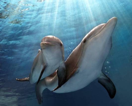 海豚睡眠 海豚睡眠