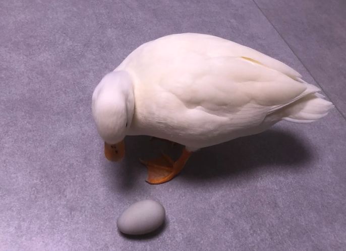 柯爾鴨多久生蛋