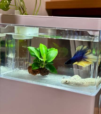 養魚一定要打氣嗎？