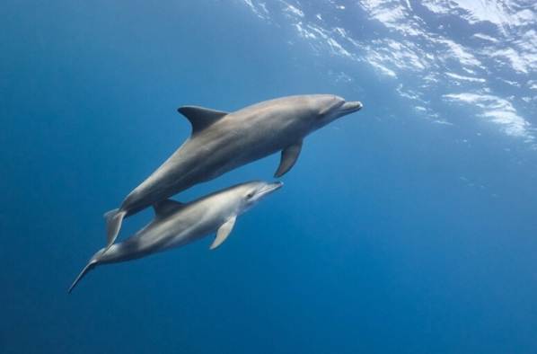 海豚睡眠 海豚睡眠