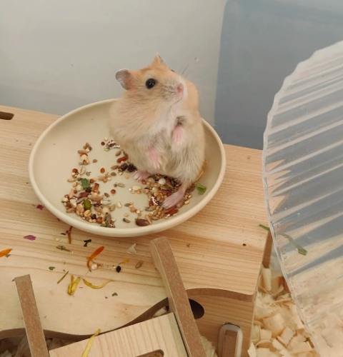 倉鼠親人 倉鼠親人