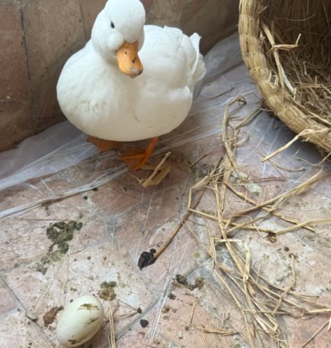 柯爾鴨多久生蛋