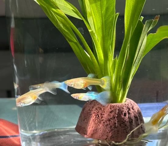 養魚自來水 養魚自來水