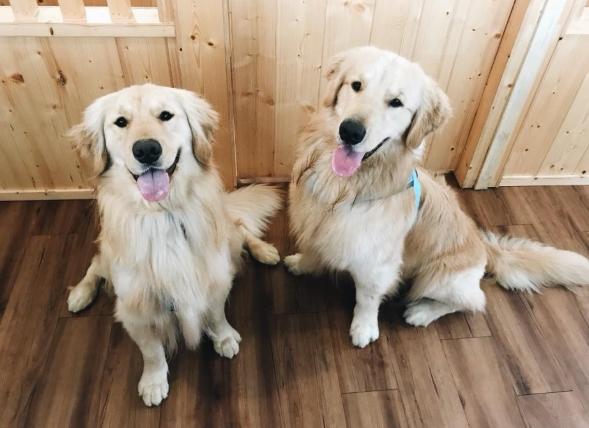 狗狗行為訓練 狗狗行為訓練