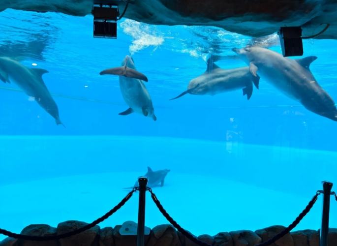 海豚睡眠 海豚睡眠