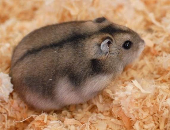 三線鼠照顧 三線鼠照顧