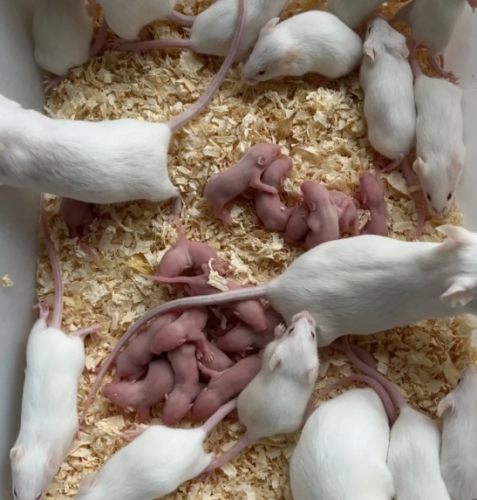 白老鼠平均壽命