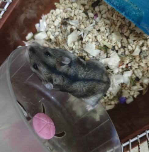 倉鼠健康 倉鼠健康