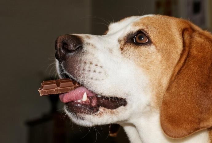 狗吃巧克力 狗吃巧克力