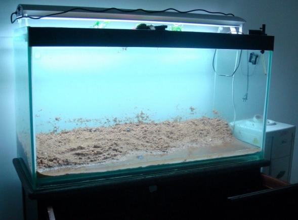 硝化菌開燈影響 硝化菌開燈影響