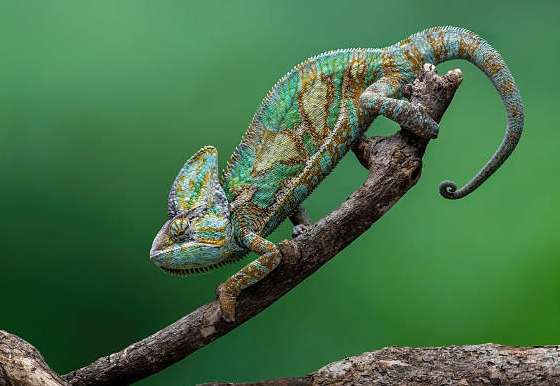 七彩變色龍飼養