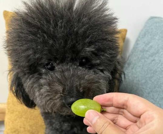 狗狗中毒急救 狗狗中毒急救