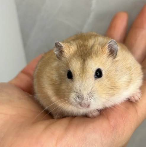 倉鼠親人 倉鼠親人