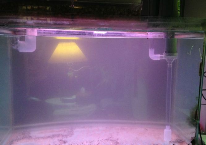 硝化菌光照 硝化菌光照