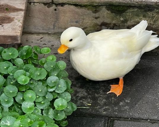 柯爾鴨飼養成本