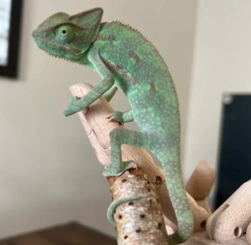 變色龍健康管理