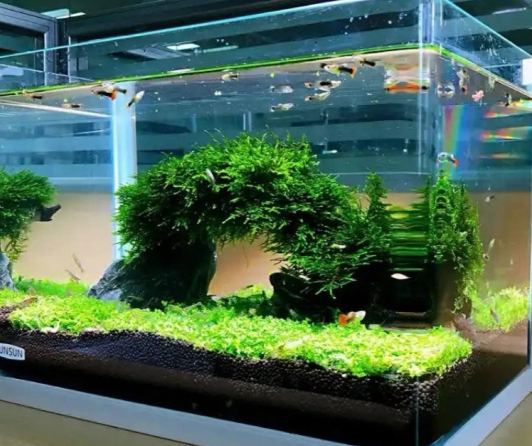 水族箱硝化菌設置 水族箱硝化菌設置