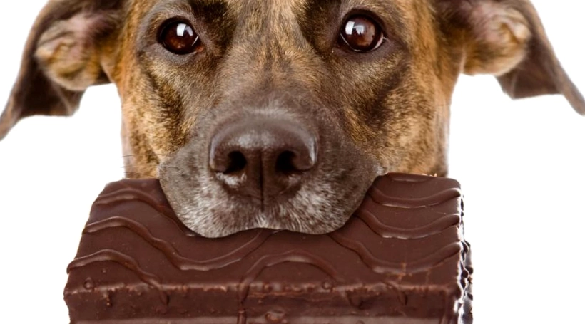 狗吃多少巧克力