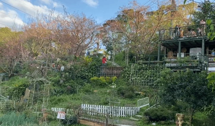 貓空茶園體驗 貓空茶園體驗