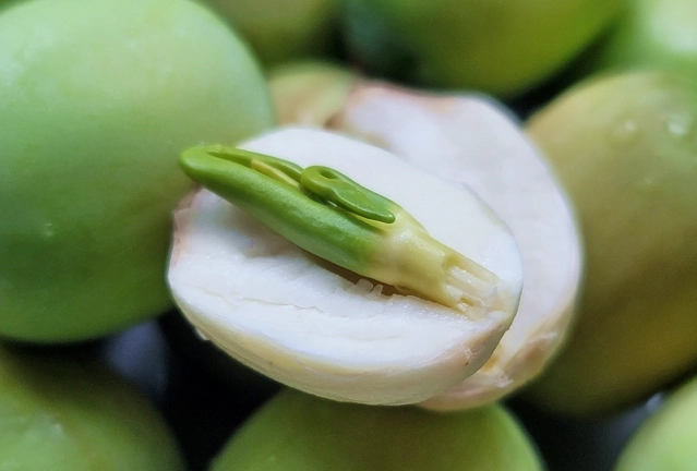 蓮子料理做法 蓮子料理做法