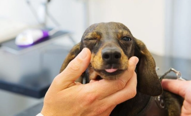 狗狗不能吃洋蔥