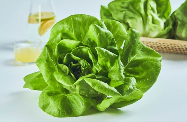 奶油萵苣介紹：口感、營養與種植全攻略