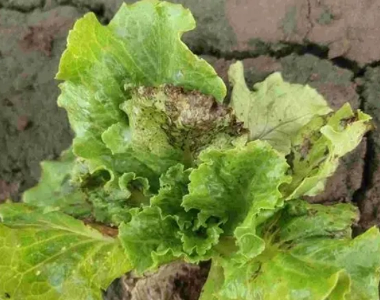 生菜發霉怎麼辦？完整預防與處理指南，解決你的廚房困擾